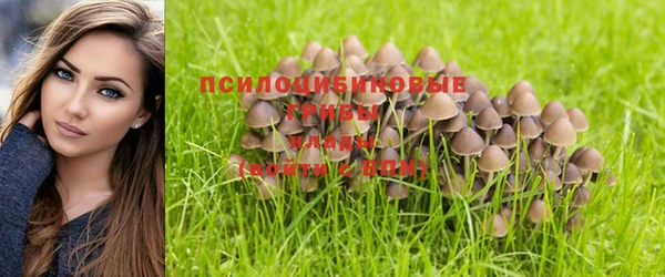крисы Баксан